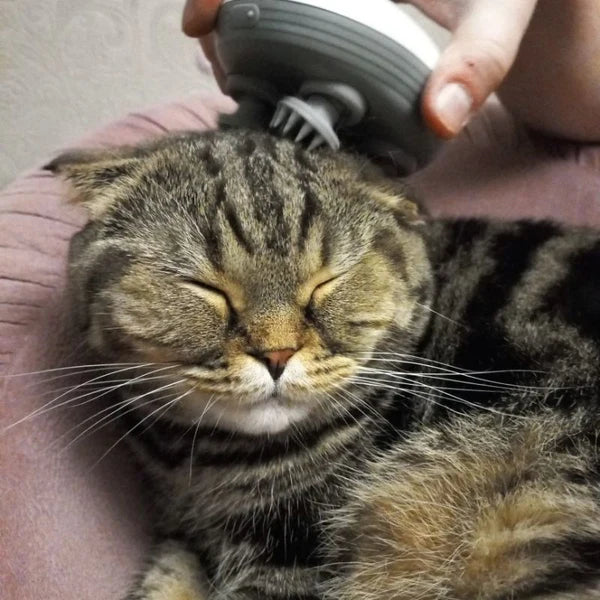 Masseur Électrique pour Chat - Relaxation Totale