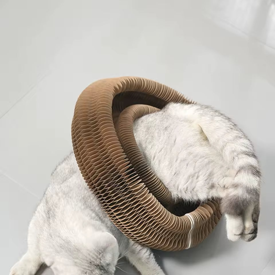 Griffoir Rond et Jouet Interactif pour Chats